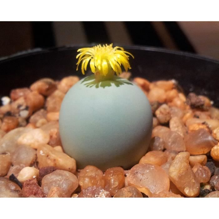 10 Graines Conophytum Calcul, Jardin Des Plantes Grasses, Des Mignons De Succulentes, Exotiques Rares Succulentes À Fleurs Graines