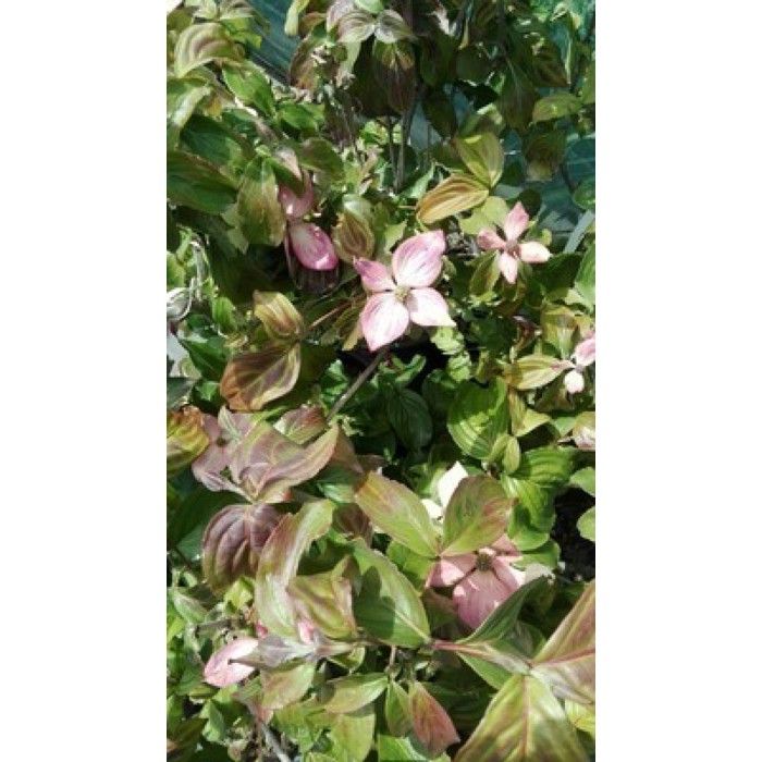 Cornus kousa Satomi (new red/rosabella) - Japanse Kornoelje 30- 40 cm en pot