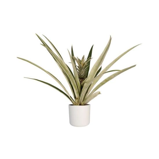 Plante d'intérieur Ananas champaca en pot de fleur blanc cylindrique — free download