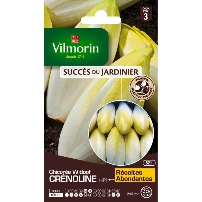 VILMORIN Chicorée Witloof Endive Crenoline HF1 création Vilmorin