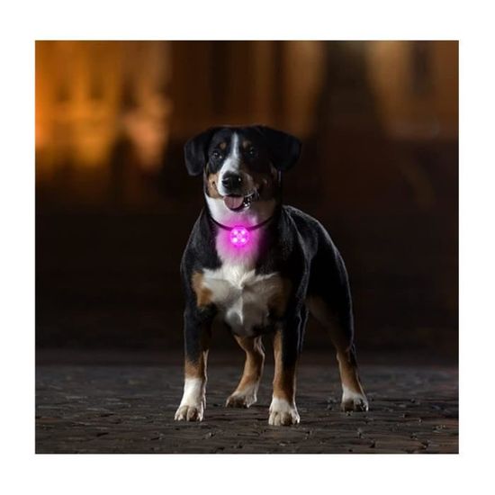 Harnais lumineux pour chien, accessoire de sécurité pour animaux de  compagnie, avec LED, laisse, ceinture, collier, [7AA16DE] - Cdiscount