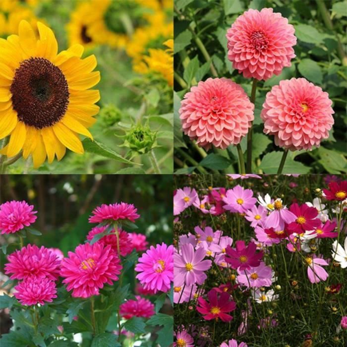 Ensemble De Graines De Fleurs Graines De Fleurs Sauvages Rares Convient Convient Pour Jardin Terrasse Balcon Etc 10 Sac Achat Vente Graines Ensemble De Graines De Fleu Cdiscount