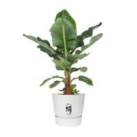 Plante d'intérieur – Bananier en ELHO pot Plastique blanche comme un ensemble – Hauteur: 80 cm XB84