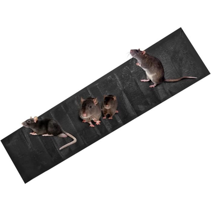 Relaxdays Piège à souris, rats, rongeurs, nuisibles, cage, respectueux des  animaux, H x L x P : 11 x 39 x 12,5 cm, noir