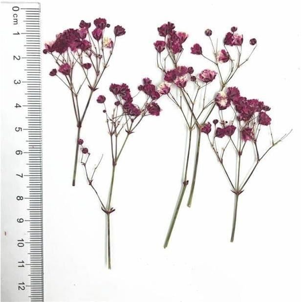 Décoration Fleurs Pressées WeddHuis 33 Fleurs Pressées Naturelles Pour Résine, Art Floral Et DIY | Lot De Fleurs Séchées Vraies | Couleur Pourpre