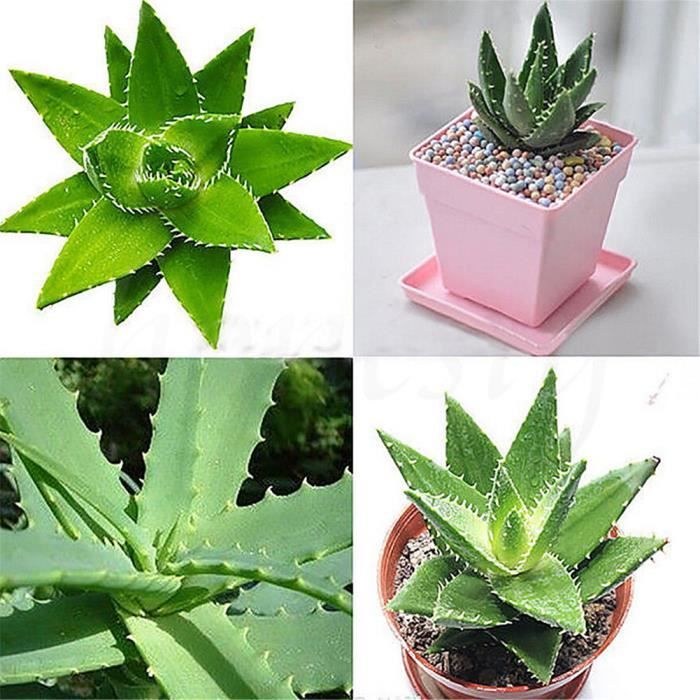 20 Graines D'Aloe Vera - Plantes Succulentes D'intérieur - Facile à Cultiver - Maison Ou Bureau