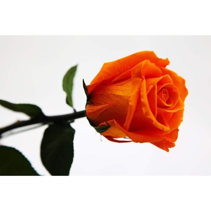 Rose Véritable Plaquée Platine - 30,5 Cm De Long, Livrée En Boîte Cadeau | Rose éternelle Bicolore Violet Et Or