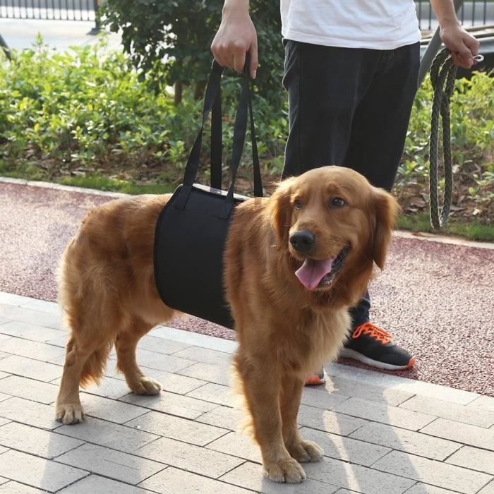 ZHA Support de chien Harnais de rééducation de levage et d'assistance pour chien noir avec poignée pour aide canine (L)