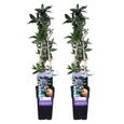 2x Passiflora caerulea – Passiflore – Plante grimpante – Rustique - D15 cm - H 60-70 cm-1
