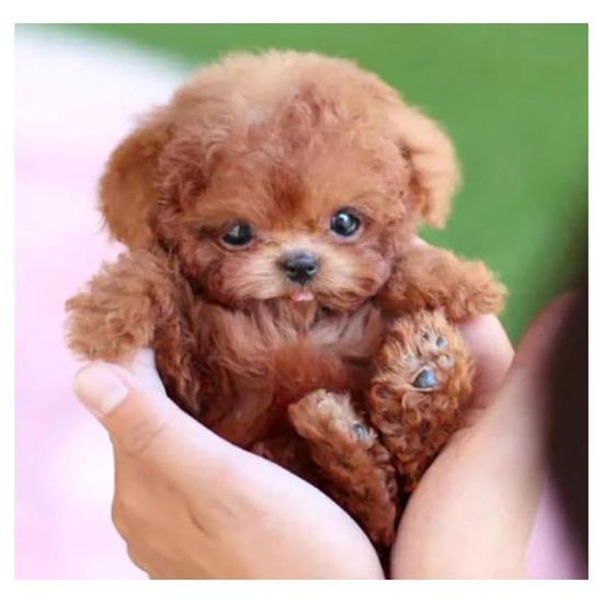 Chiot robot, nouveau chien robot IA 2025, mon chiot robot réaliste