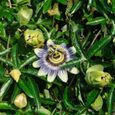 2x Passiflora caerulea – Passiflore – Plante grimpante – Rustique - D15 cm - H 60-70 cm-2