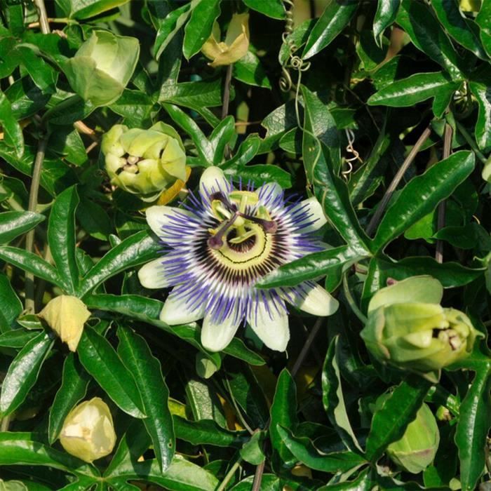 Passiflora 'constance elliot' xl - 2 pièces - passiflore - plante de