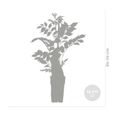 2x Passiflora caerulea – Passiflore – Plante grimpante – Rustique - D15 cm - H 60-70 cm-3