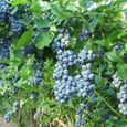 60 capsules-sachet de graines de myrtille, résistantes à la sécheresse tempérée, bleu foncé, excellent fruit du jardin-0