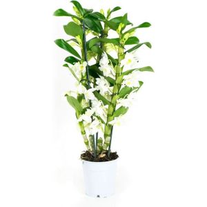 PLANTE POUSSÉE Orchidée de Botanicly – Bambou Orchidée – Hauteur: 50 cm, 3 pousses, fleurs blanches – Denobium Nobile n194