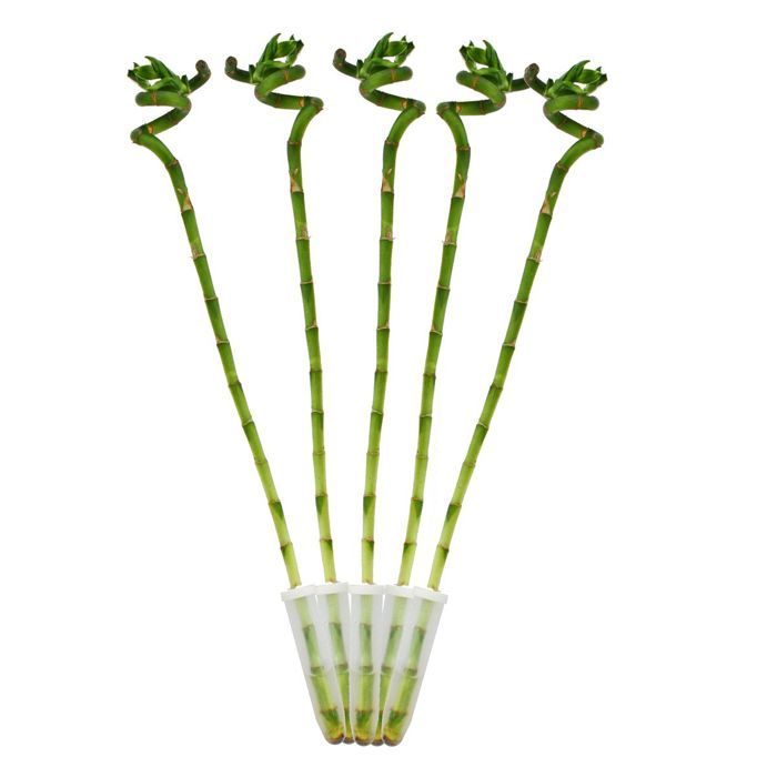 Engrais Bambou Porte-Bonheur - NPK High-Tech 500ml (Dracaena Sanderiana)