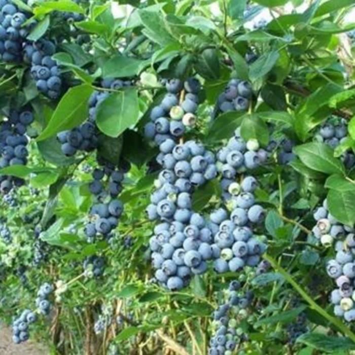 60 capsules-sachet de graines de myrtille, résistantes à la sécheresse tempérée, bleu foncé, excellent fruit du jardin