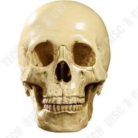 TD® Réplique crâne humain parfaitement réaliste Enseignement Anatomique -Soirée Horreur Halloween résine couleur exact
