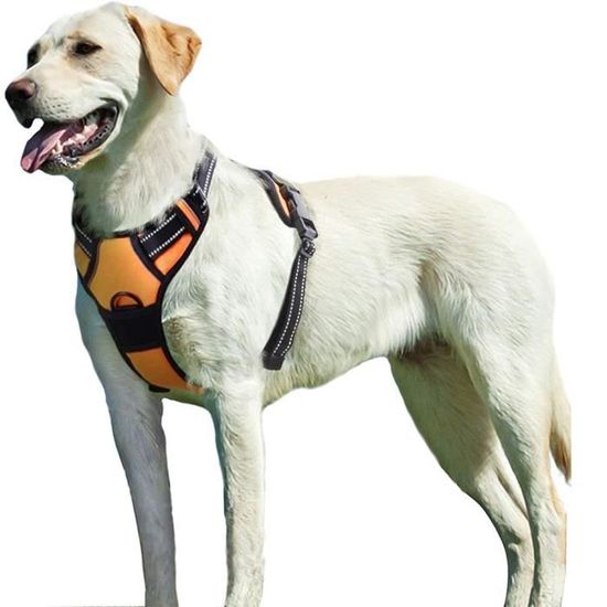 Harnais pour chien actif velours orange XS 22-36cm, Orange, XS, 42640-45- XS