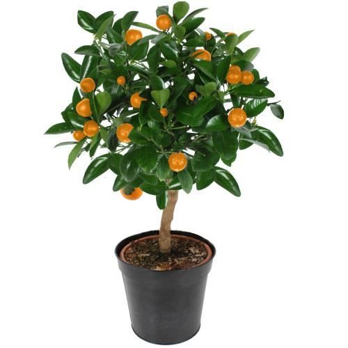 ORANGER TIGE 60 CM, Citrus Sinensis