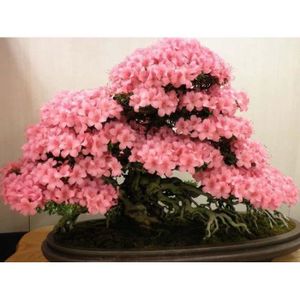 Graines Bulbes Arbre Sakura Japonais Fleurs De Cerisier