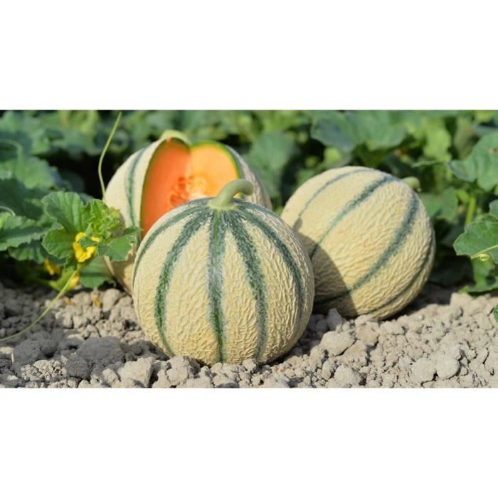 30 Graines de Melon Charentais- Jardin légume ancien - méthode BIO