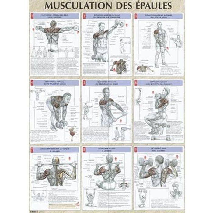Musculation des épaules