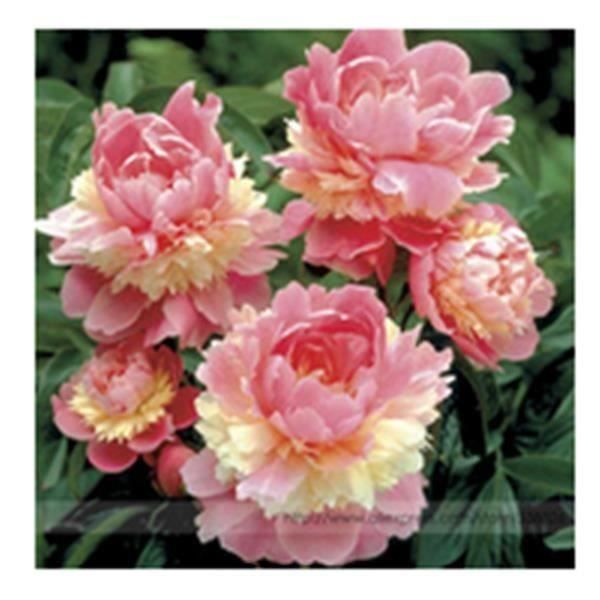 5pcs Rare graines de fleurs de double pivoine ma30676