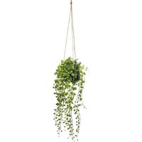 Suspension plante verte retombante 10 cm - SILUMEN - Vert