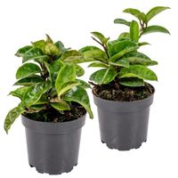 Hoya 'Krinkle' - BLOOMIQUE - Plante d'intérieur - Vert - 10 cm - 15 cm