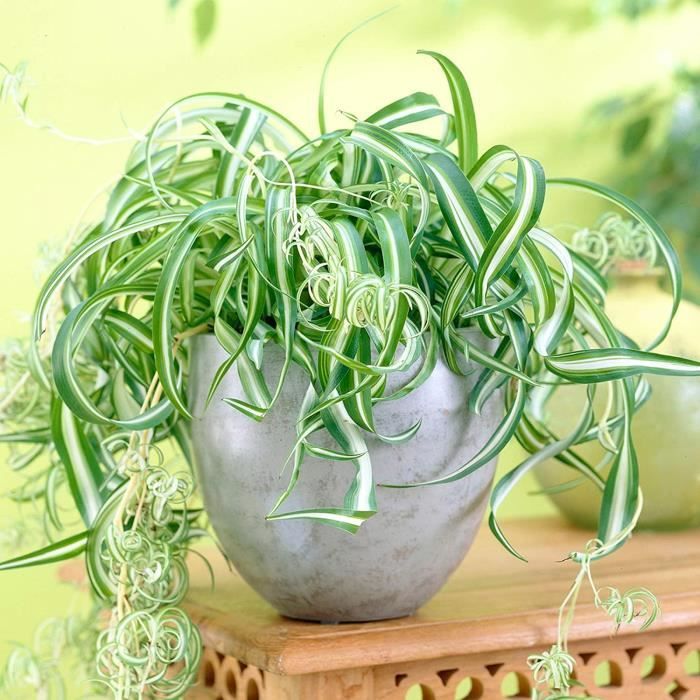 Crassula Ovata Arbre de Jade - Plante d'Intérieur Succulente Vivante de  12cm en Pot [96] - Cdiscount Maison