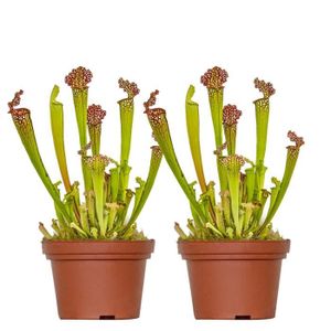 PLANTE POUSSÉE 2x Sarracenia 'Juthatip Soper' – Plante carnivore 