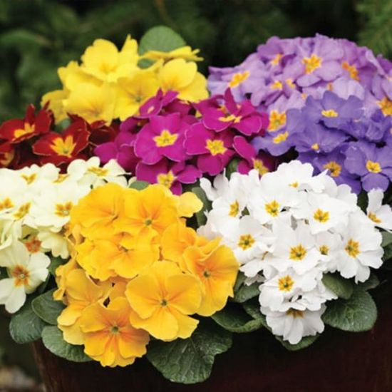 Pâquerette Brachyscome Iberidifolia 14 Pot Bleu