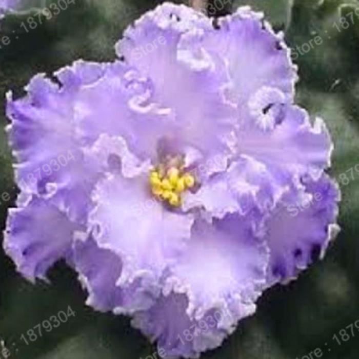 Version 20 - Promotion Fleur Violette Africaine Plante Rare Jardin Bonsaï  Vivace Flores Variété Complète Mélangée Couleurs 0 - Cdiscount Jardin
