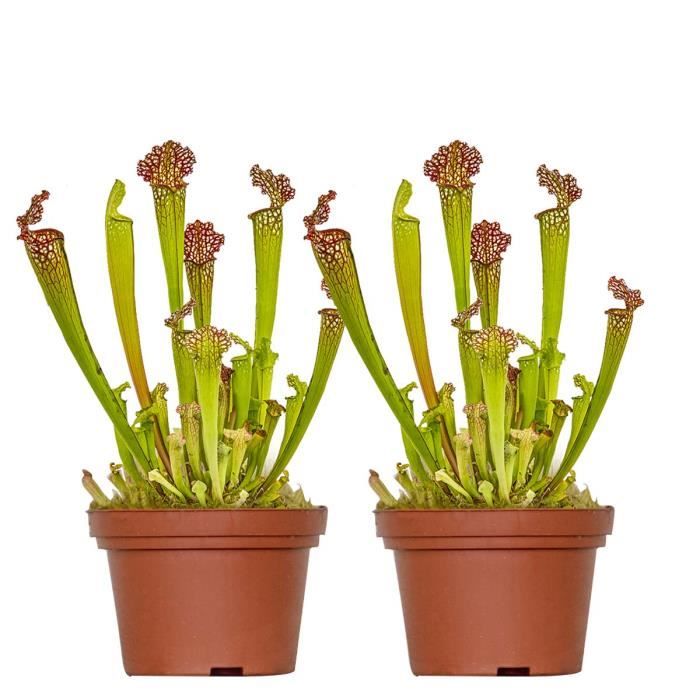 2x Sarracenia 'Juthatip Soper' – Plante carnivore – Entretien facile D12 cm – H10-20cm