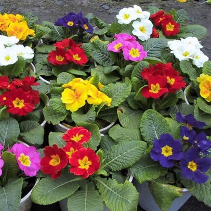 Puran 100 Pièces/Sac Graines De Roseau Décoratives Bricolage Ornementales Graines De Roseau D'herbe De Pampa, Cultivez Votre Propre, Idéal Pour Les Conteneurs Violet