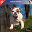 ROTTWEILER 2019 CALENDRIER AFFIXE NICAISE
