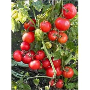 GRAINES Tomate Dwarf Window Box Red - Tomate cerise rouge 