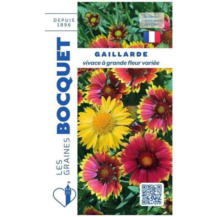 Graine - Semence - Gaillarde vivace à grande fleur variée