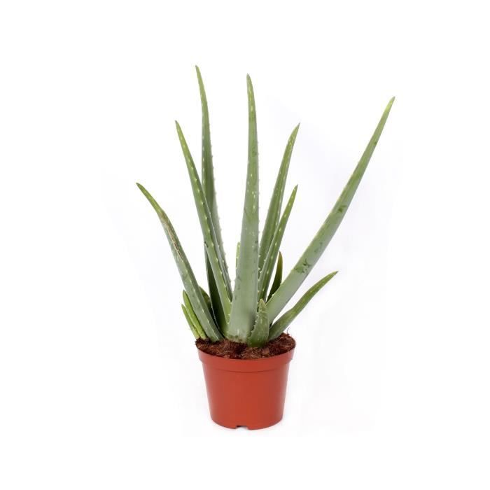 Aloe vera artificiale H34cm - Atmosphera créateur d'intérieur