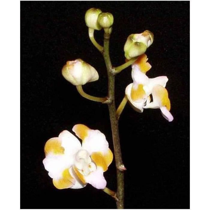 Doritis Pulcherrima-Orchidées-100 Graines[x3993] - Cdiscount Jardin