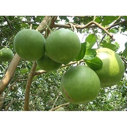 Best Of 10 Big Pomelo Arbre Graines D'Agrumes Bio Haute Qualitã© Des
