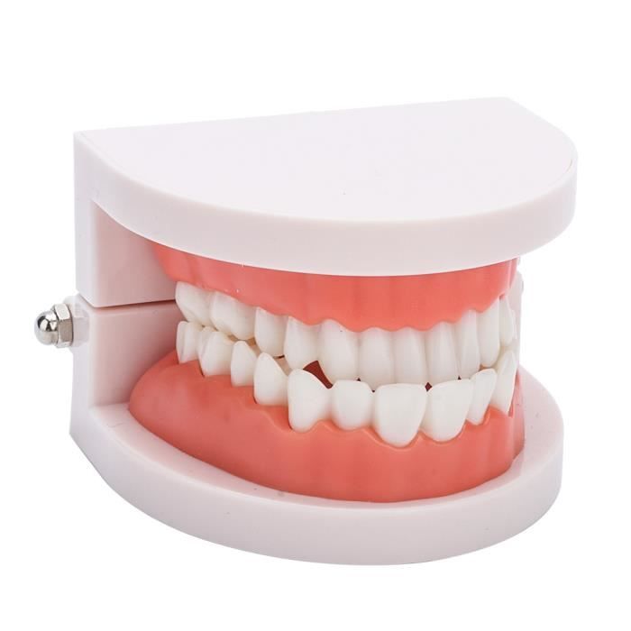 Qqmora Modèle de dentier Modèle de gencives de prothèse dentaire 28 pièces modèle de dents adultes standard hygiene nettoyant