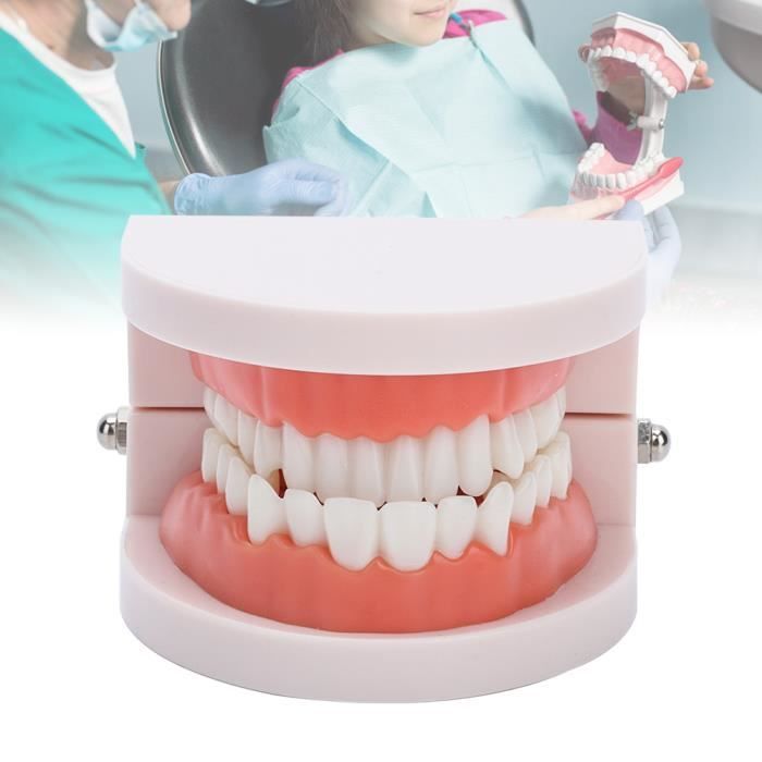 SURENHAP Modèle de dentier Modèle de gencives de prothèse dentaire 28 ...