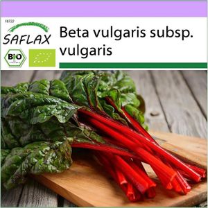 GRAINE - SEMENCE BIO - Rhubarbe - 50 graines - Beta vulgaris [515]