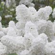 100pièces-sac de graines de lilas, le soleil préfère la demande en eau, fleur blanche japonaise pour bonsaï-0