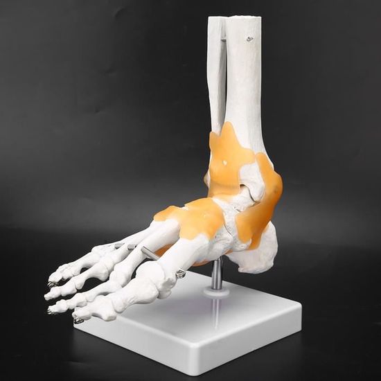 Modèle De Pied Réaliste En Silicone - Présentation Chaussettes/Bijoux - Taille 22cm - Texture Peau