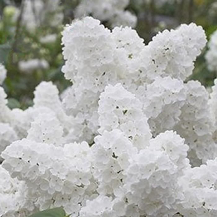 100pièces-sac de graines de lilas, le soleil préfère la demande en eau, fleur blanche japonaise pour bonsaï