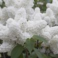 100pièces-sac de graines de lilas, le soleil préfère la demande en eau, fleur blanche japonaise pour bonsaï-1
