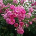 Graine fleur de rosier grimpante - Marque - Modèle - Rouge - Rose - Blanc-2